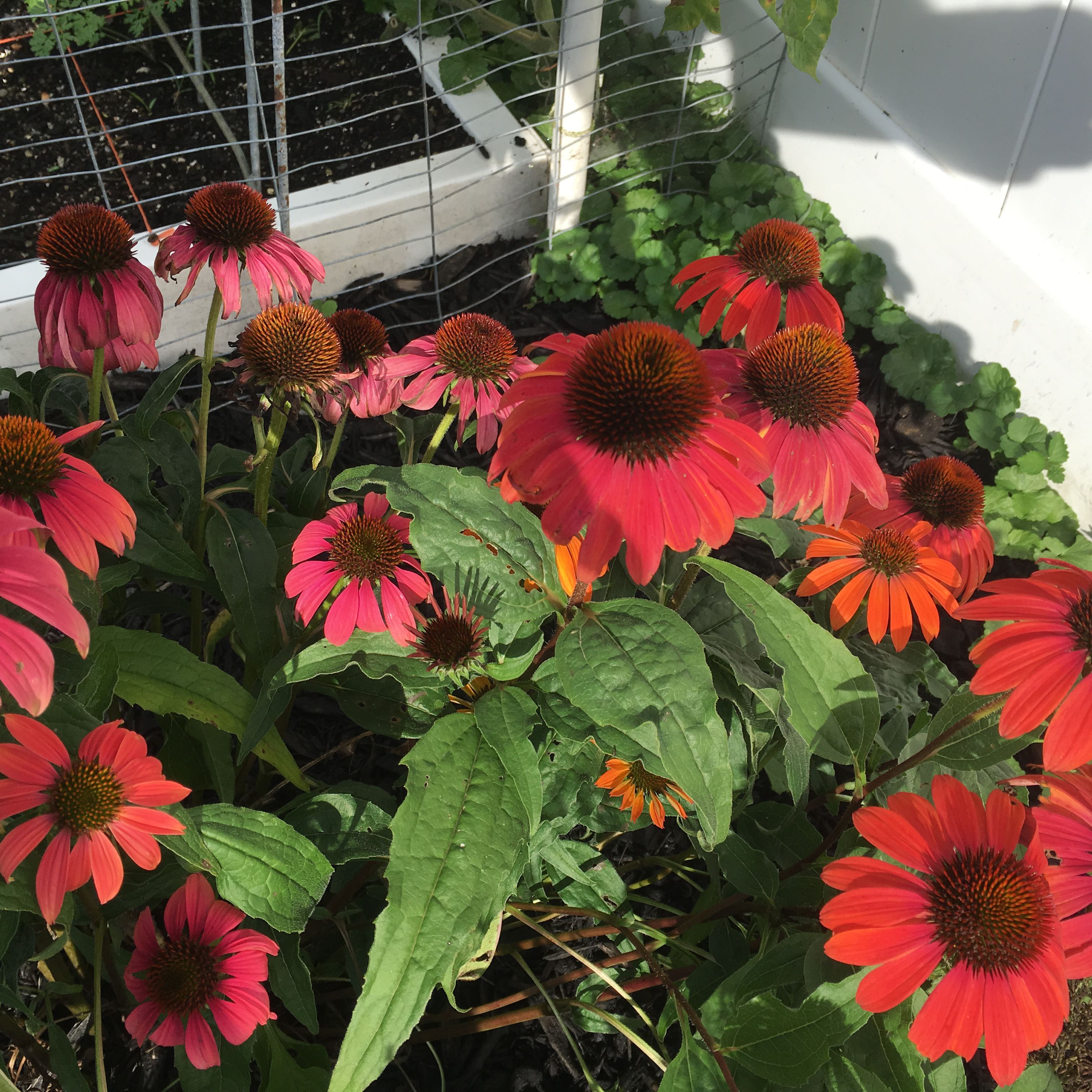 Vibrant Purple Coneflowers (Echinacea purpurea) in a garden setting.