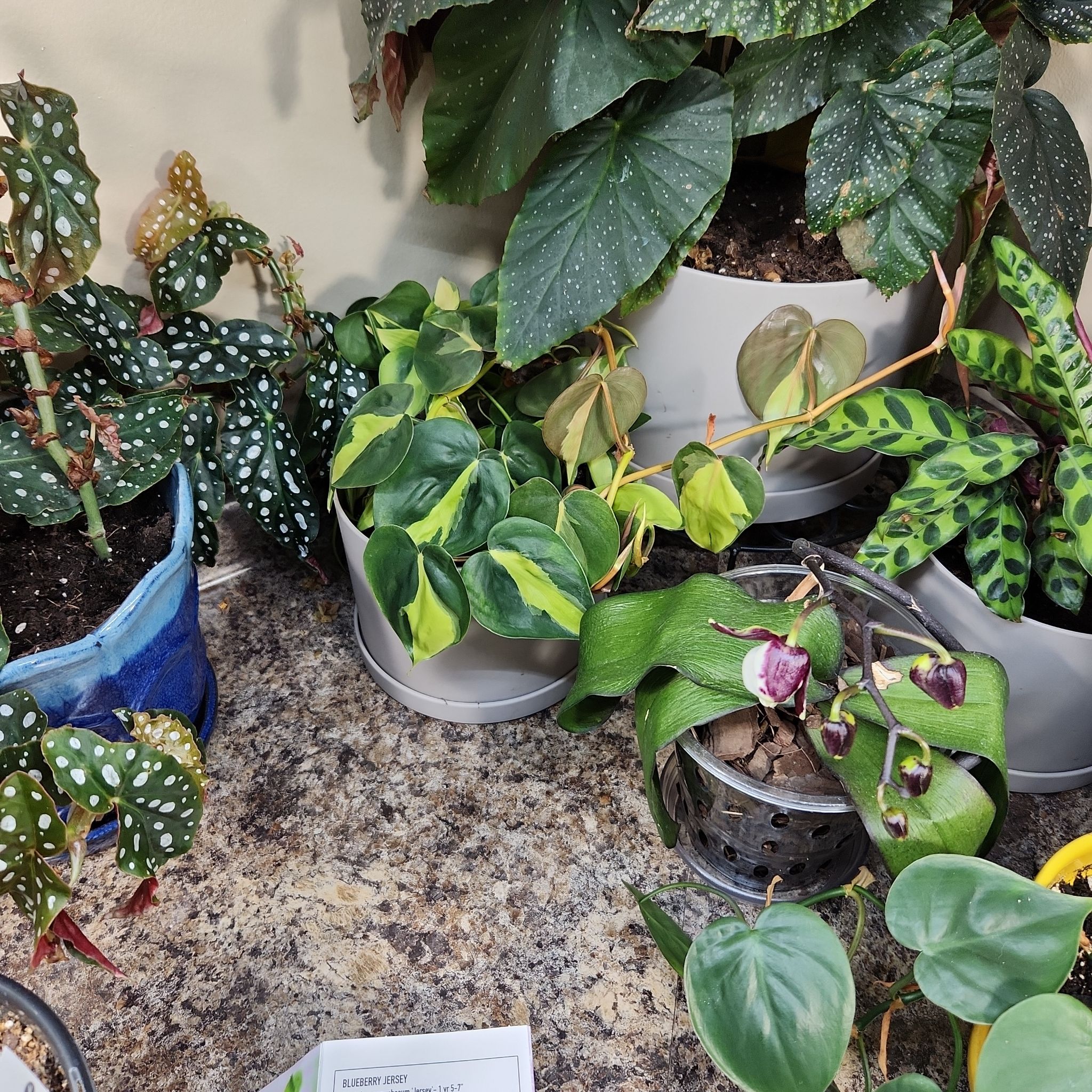 Multiple potted plants on a countertop, including a Brazil Philodendron with variegated leaves.