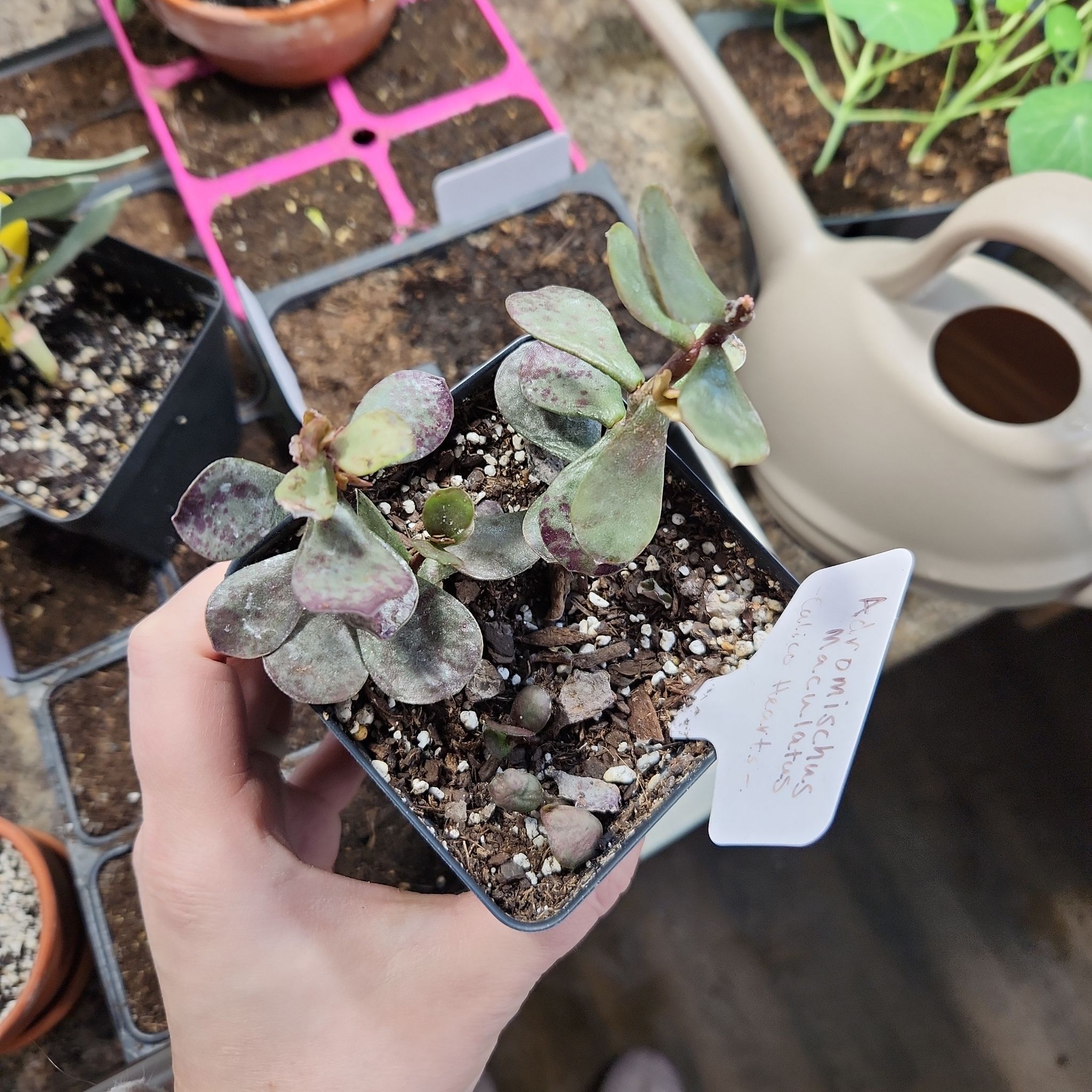 Potted Calico Hearts succulent with some leaf discoloration, held by a hand.
