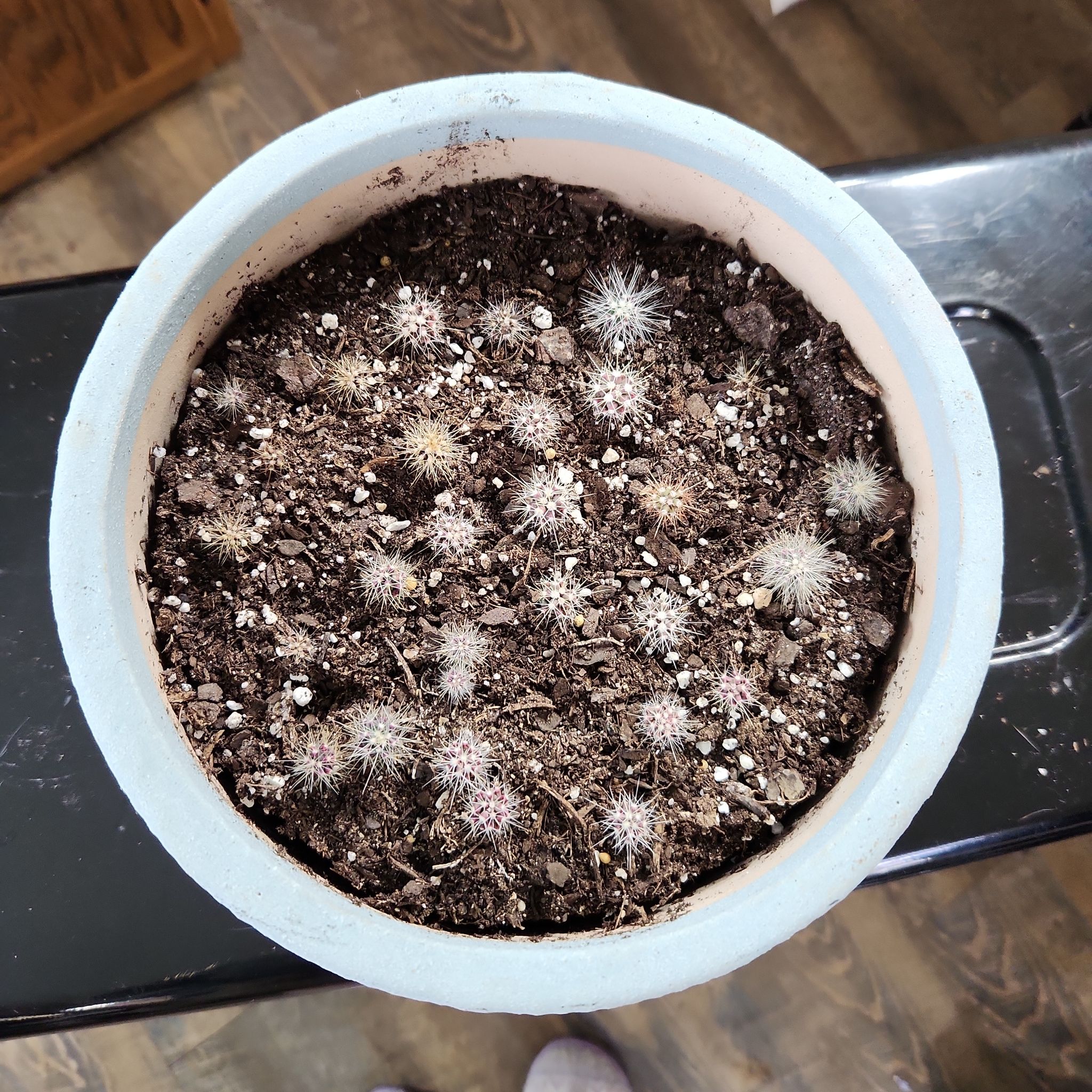 Top-down view of a potted Kingcup Cactus with multiple small cacti spread across the soil.