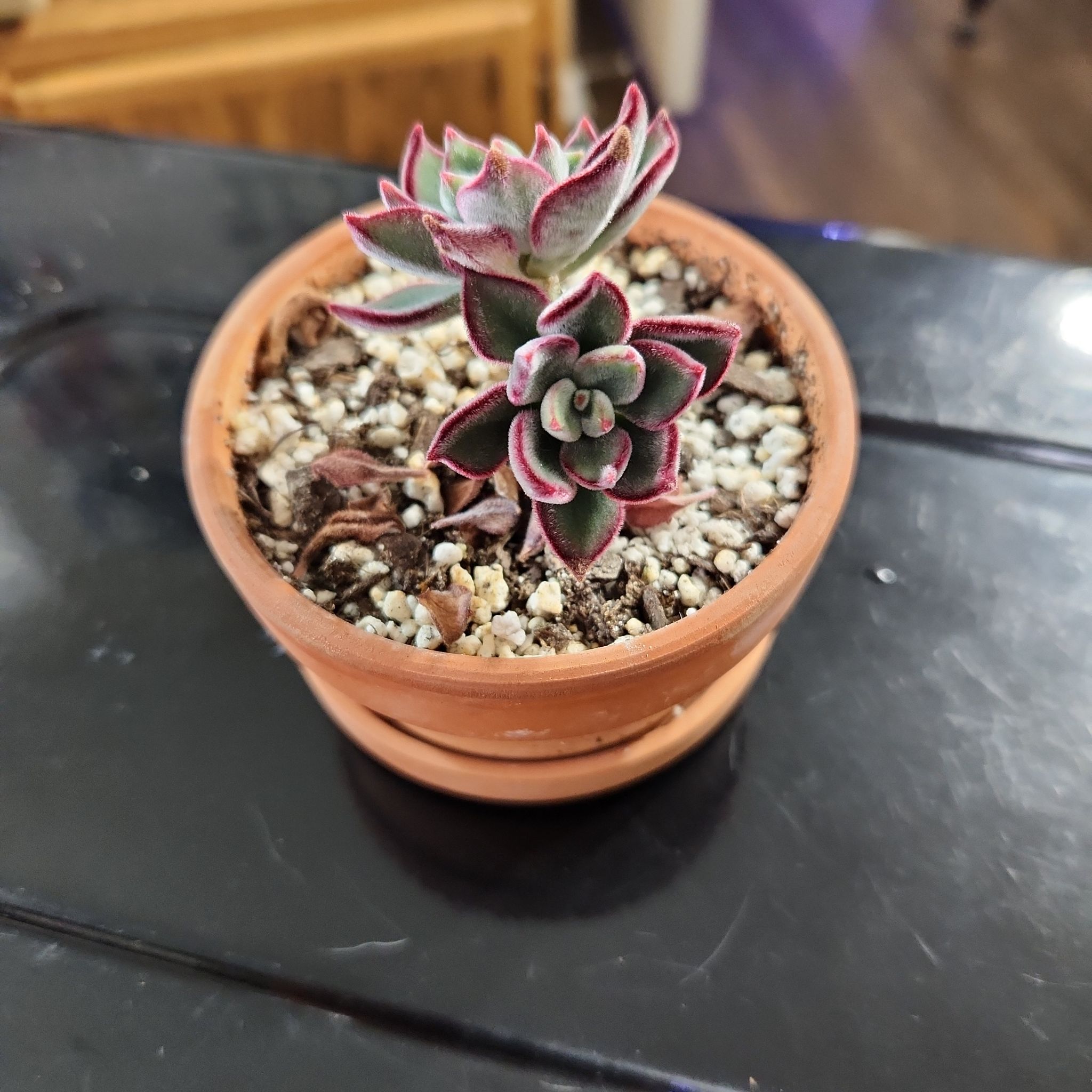 A healthy Plush Plant succulent in a terracotta pot with visible soil.