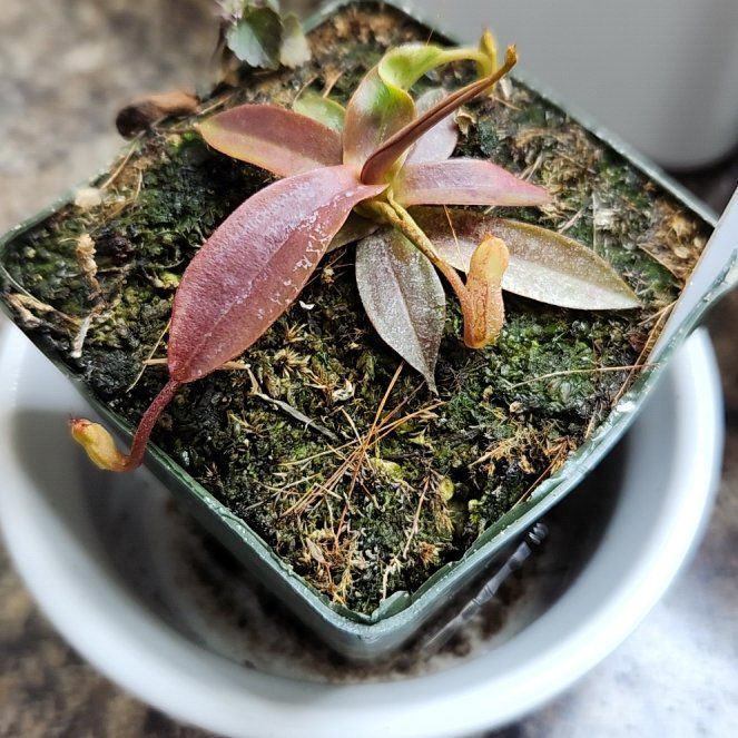 Photo of the plant species Nepenthes spectabilis 'Giant' by @SuperbWingfern named Lebron on Greg, the plant care app