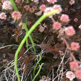 Photo of the plant species Pinkhead Smartweed by @SecurePalmier named Ronaldo on Greg, the plant care app