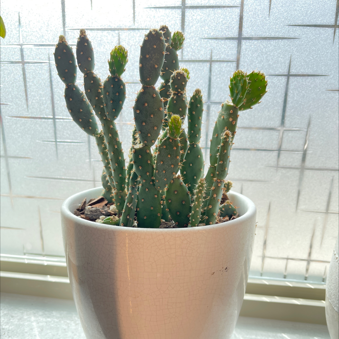 Black-Spined Prickly Pear cactus in a white pot, well-framed and healthy.