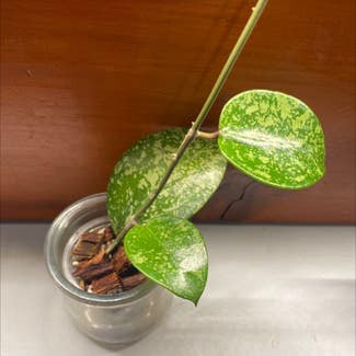 Hoya parasitica plant in Hattiesburg, Mississippi
