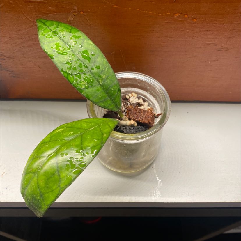 Hoya finlaysonii plant with two healthy leaves in a glass container.
