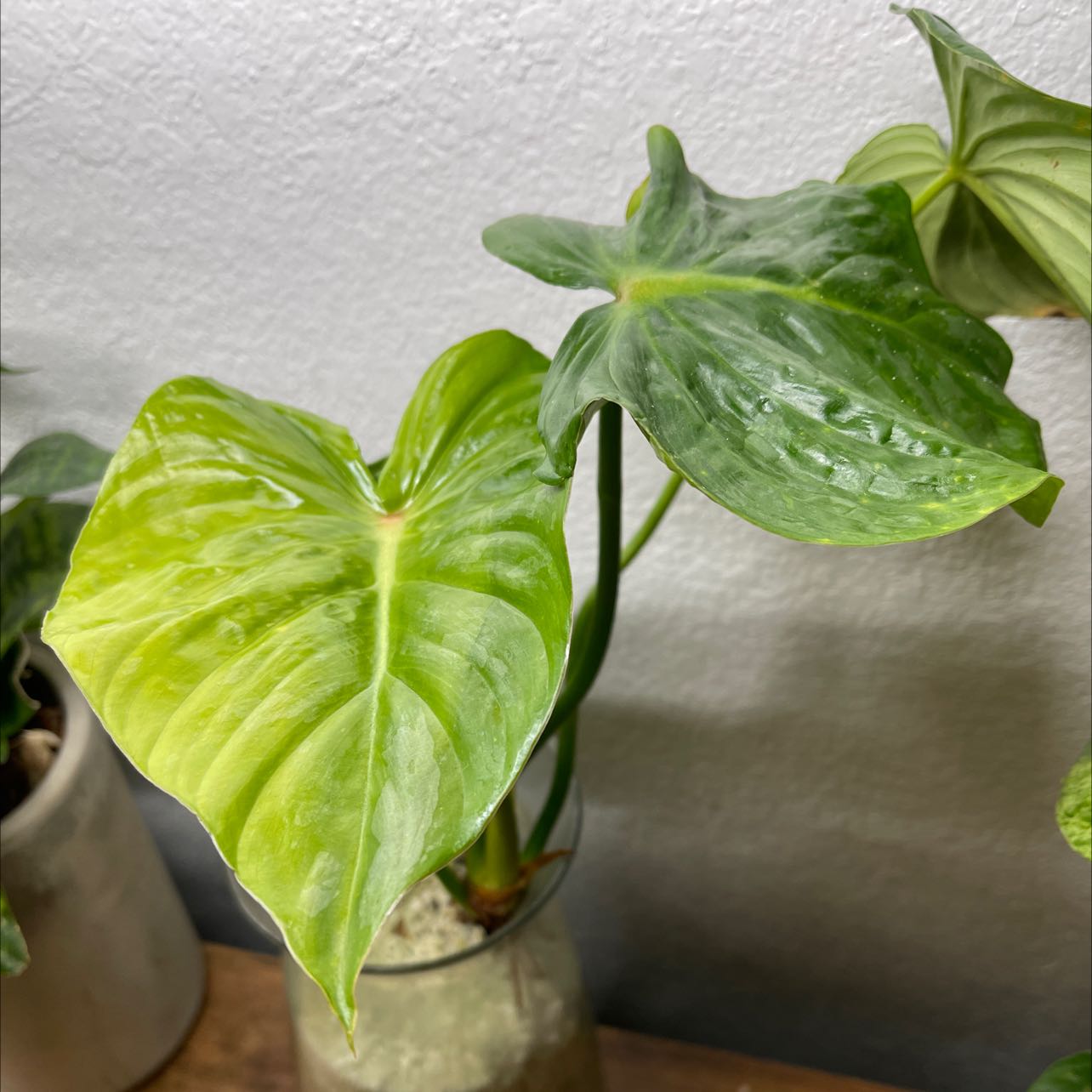 Philodendron mamei plant with large, heart-shaped leaves in a pot indoors.