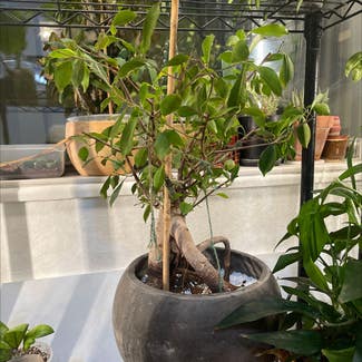 Ficus Ginseng plant in Hattiesburg, Mississippi