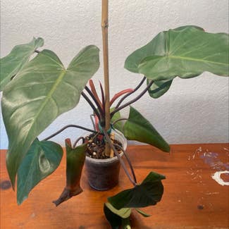 Blushing Philodendron plant in Albuquerque, New Mexico