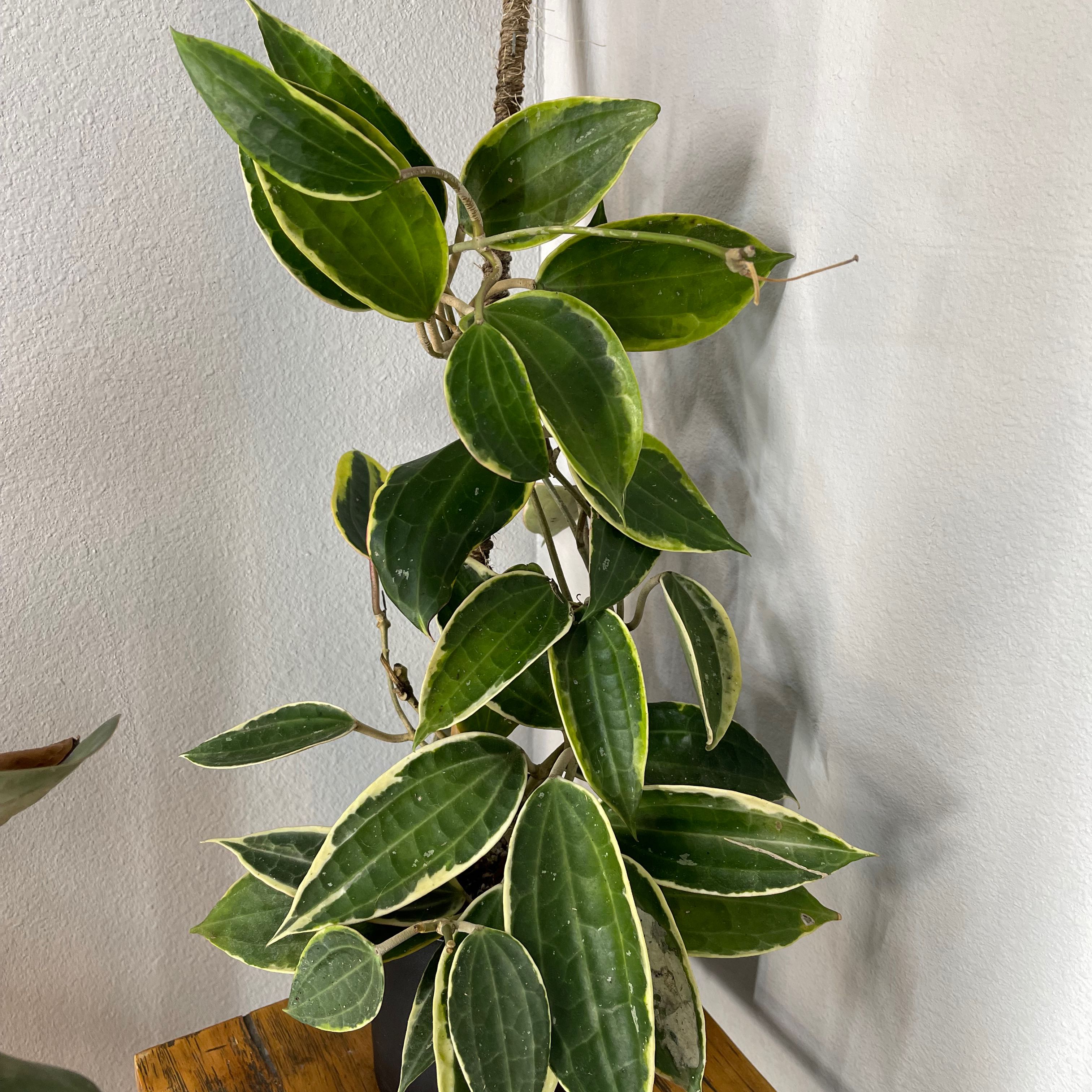 Hoya macrophylla plant with variegated leaves, healthy and well-defined.