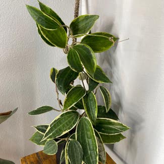 Hoya macrophylla plant in Albuquerque, New Mexico