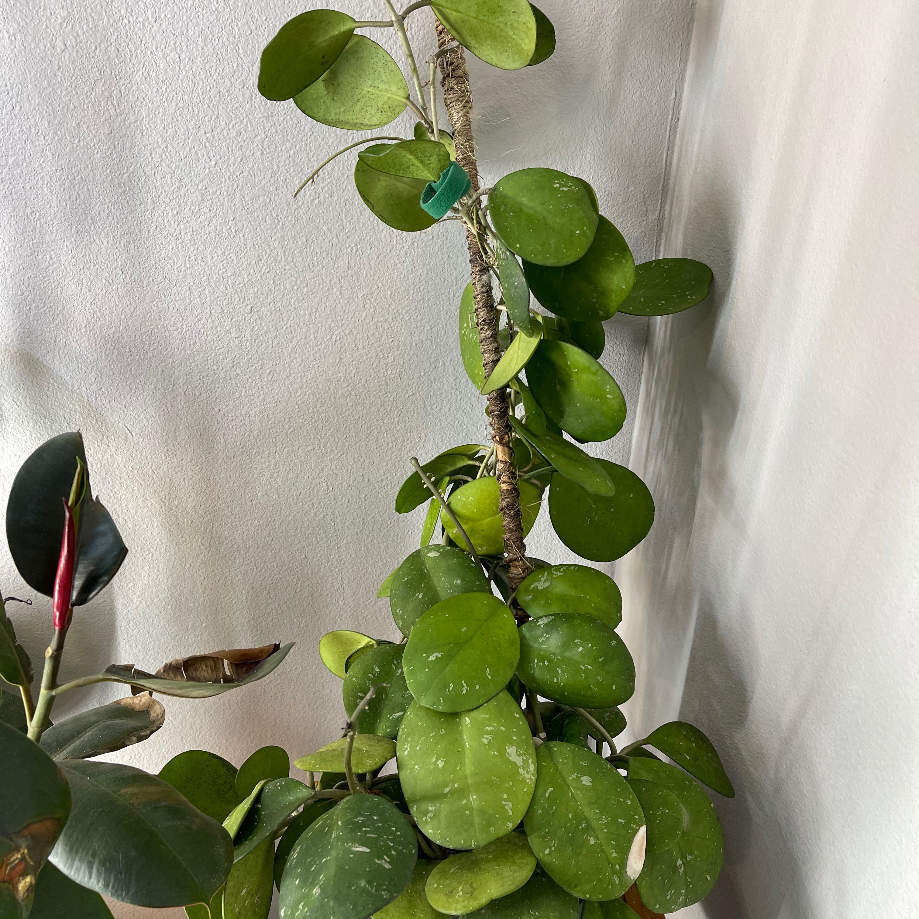 Splash Hoya Obovata plant with round, green leaves featuring splash-like variegation.