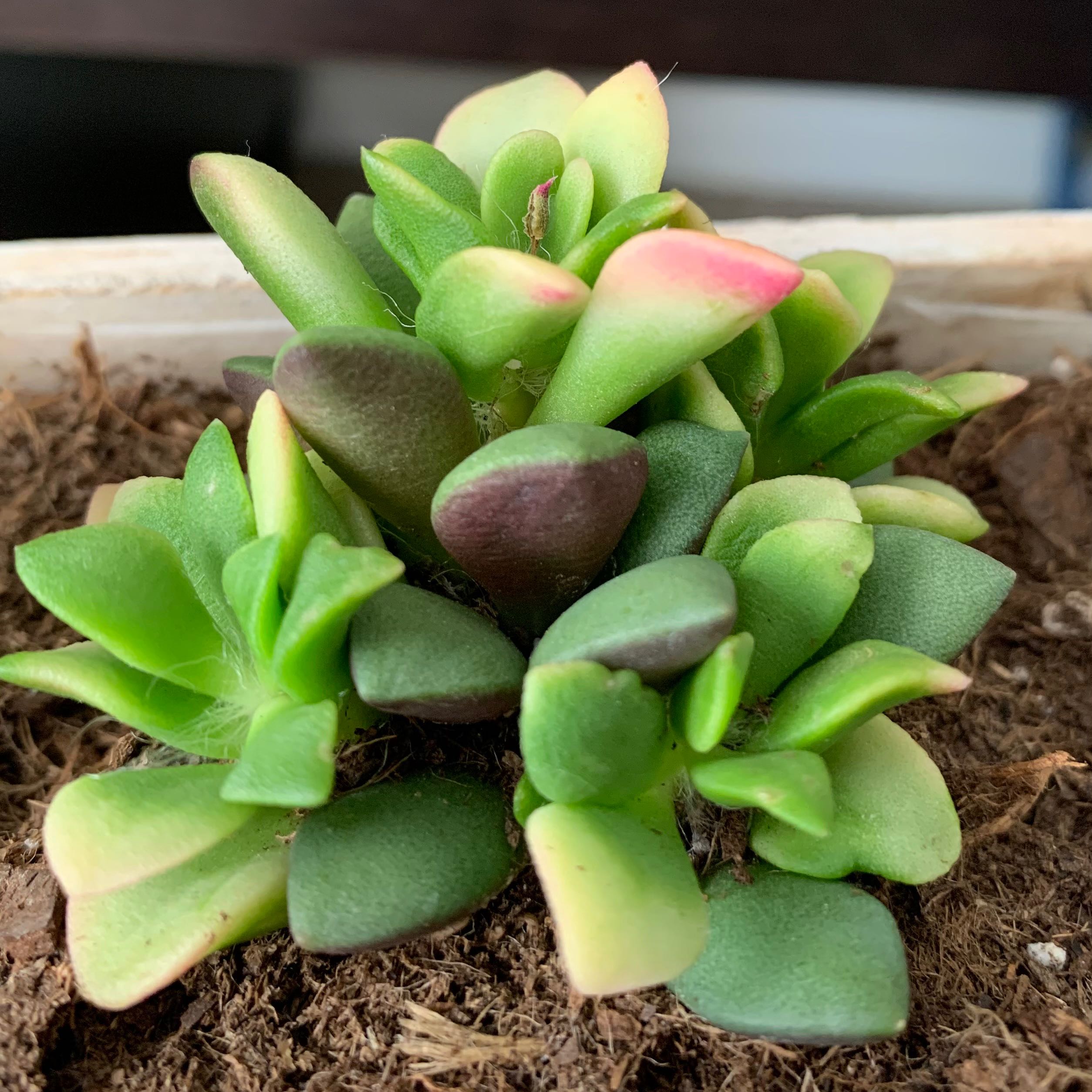 Photo of the plant species Sand Rose by @AthleteCatbrier named Gomez on Greg, the plant care app