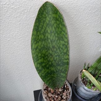 Whale Fin Snake Plant plant in Fort Worth, Texas