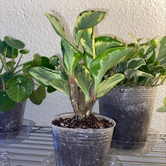Golden Gate Peperomia plant in Fort Worth, Texas
