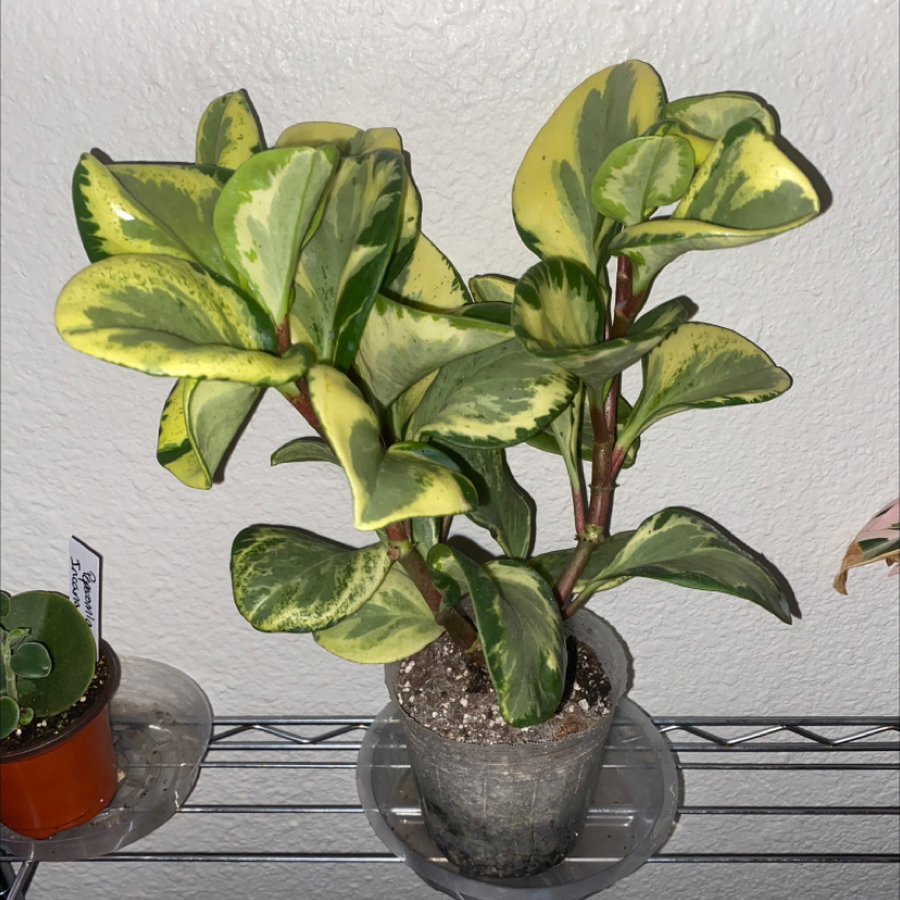 Golden Gate Peperomia plant in a small pot with variegated green and yellow leaves.