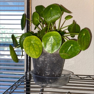 Chinese Money Plant plant in Fort Worth, Texas