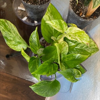 Marble Queen Pothos plant in Fort Worth, Texas