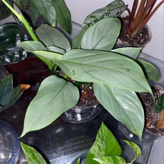 Silver Sword Philodendron plant in Fort Worth, Texas