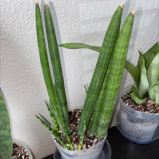 Cylindrical Snake Plant plant in Fort Worth, Texas
