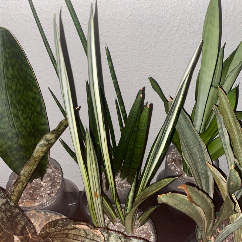 Multiple Sansevieria plants, including White Sansevieria, with some browning leaves.