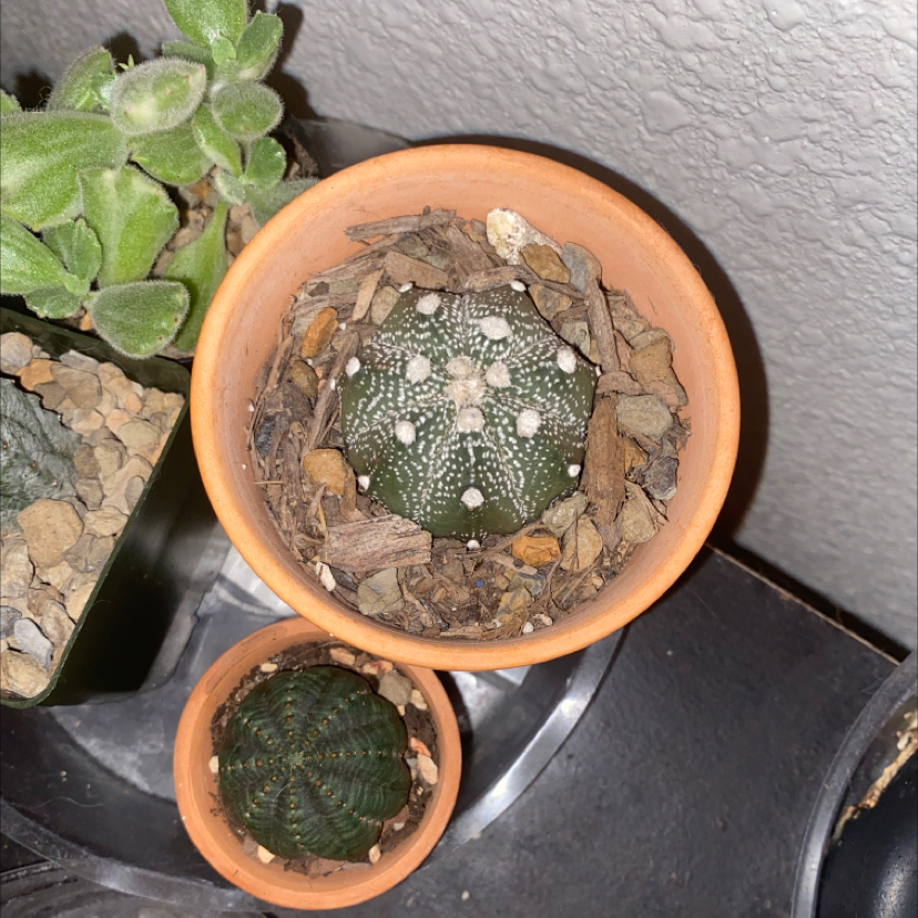 Two potted cacti, with the main focus on a healthy Sand Dollar Cactus.
