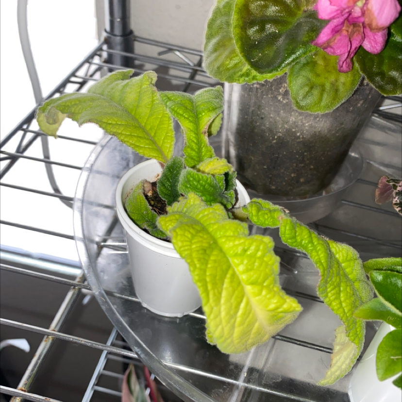 Photo of the plant species Telari African Violet by @ShinyBudew named Blossom on Greg, the plant care app