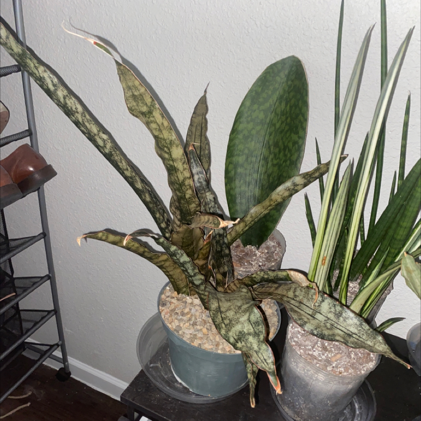 Photo of the plant species Coppertone Snake Plant by @ShinyBudew named Hades on Greg, the plant care app
