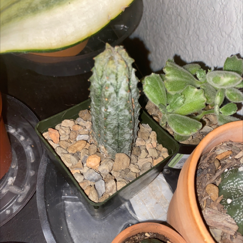 Photo of the plant species Balfour Fil Euphorbia by @ShinyBudew named Hephaestus on Greg, the plant care app