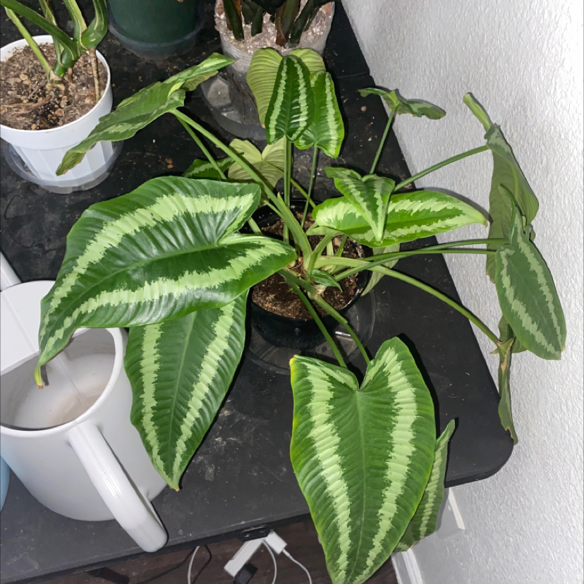 Schismatoglottis wallichii plant with vibrant variegated leaves in a pot, soil visible.