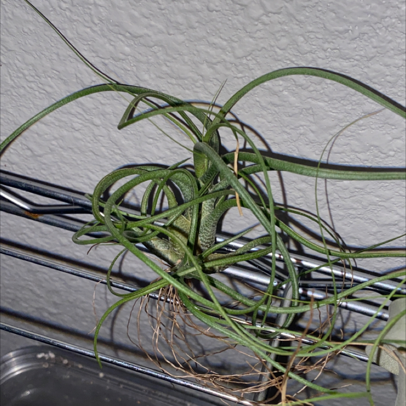 Tillandsia butzii plant with long, thin, green leaves against a wall with wires.