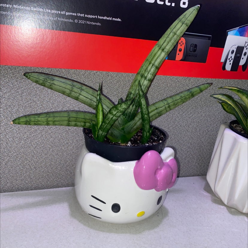 Sanrio
