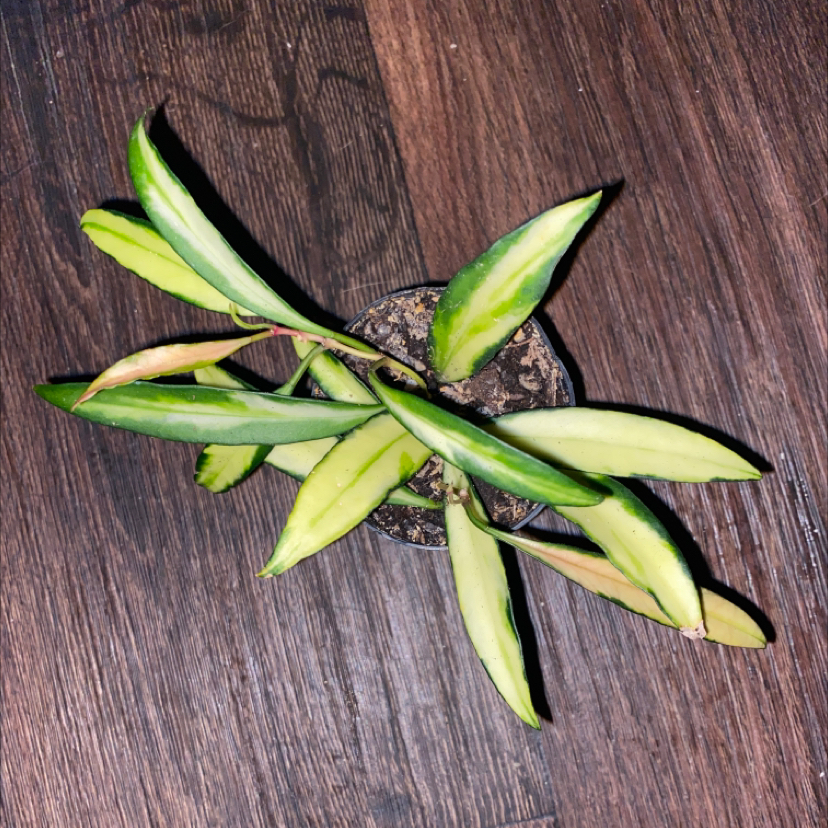 Stringbean Hoya plant with variegated leaves showing yellowing and browning, potted with visible soil.