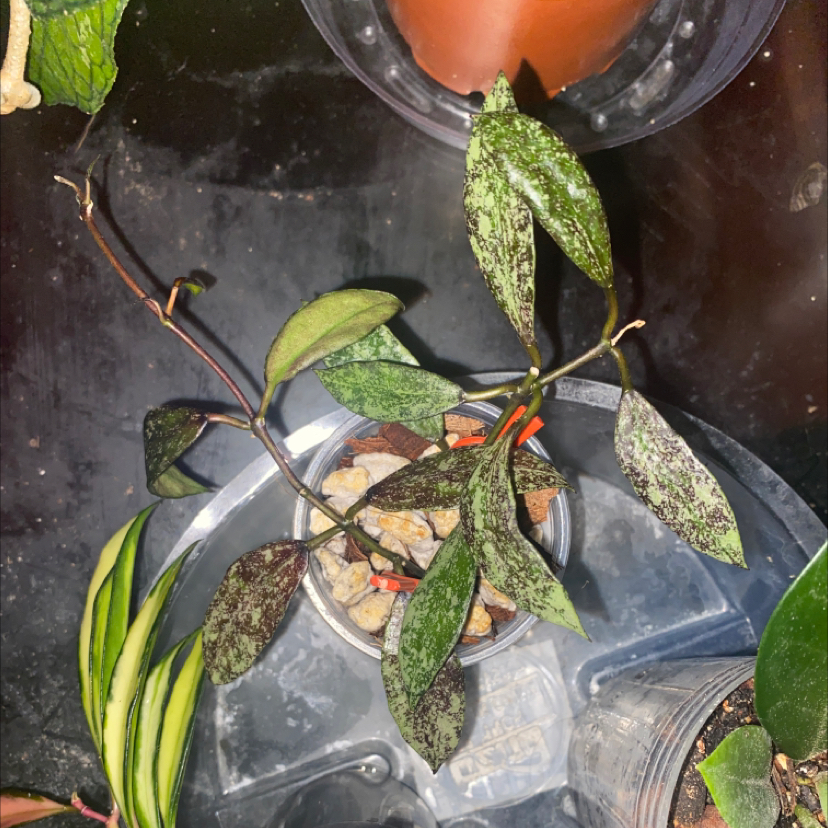 Photo of the plant species Royal Splash Hoya Lacunosa by @ShinyBudew named King on Greg, the plant care app