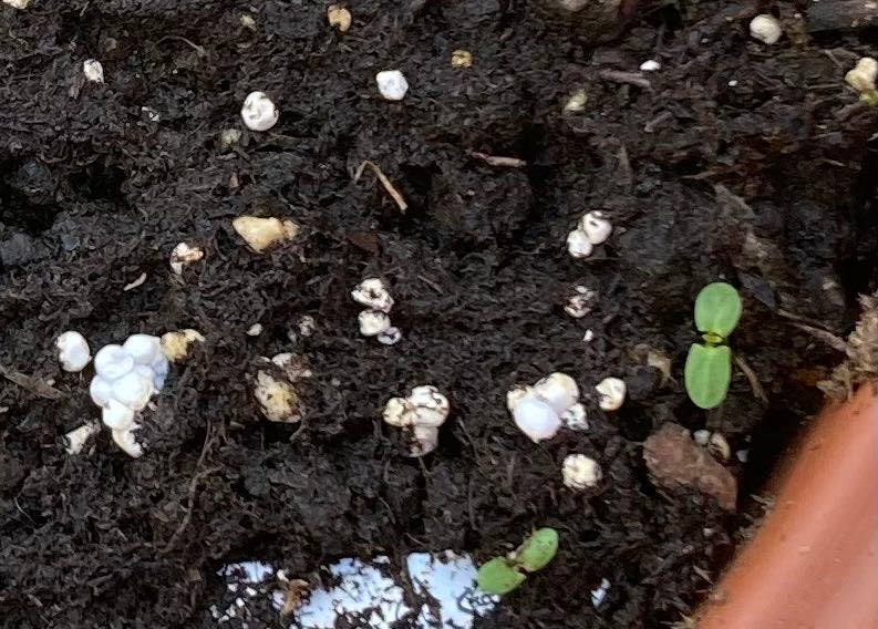 Why Are There Brown Spots on My Petunia 'Cascadia' Leaves?