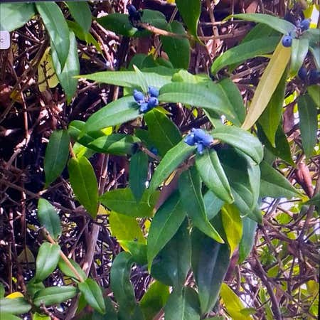 Photo of the plant species Erect Dayflower by Beamingapple named Michelle Branch on Greg, the plant care app