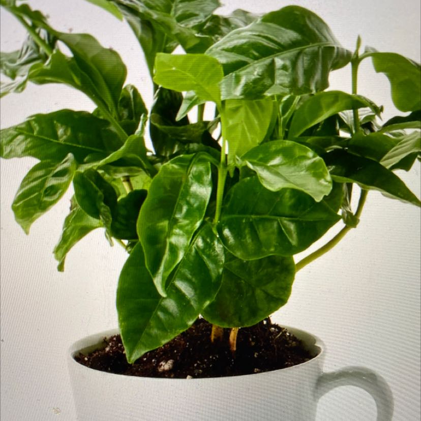 Photo of the plant species Arabian Coffee Plant by @BeamingApple named Sonora on Greg, the plant care app