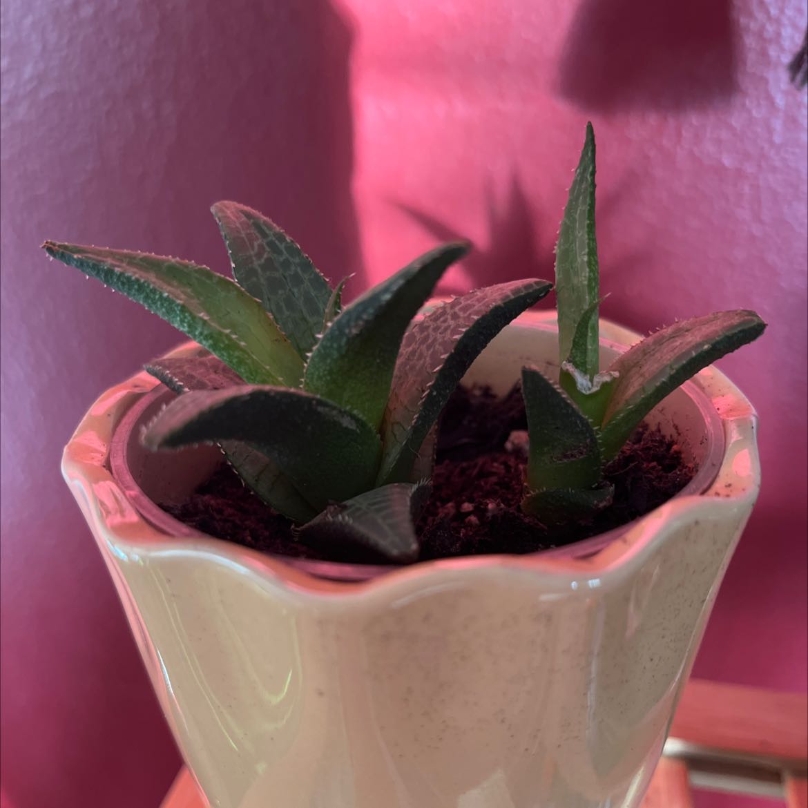 Potted Gasteraloe 'Flow' succulent with green leaves in a white pot against a pink wall.