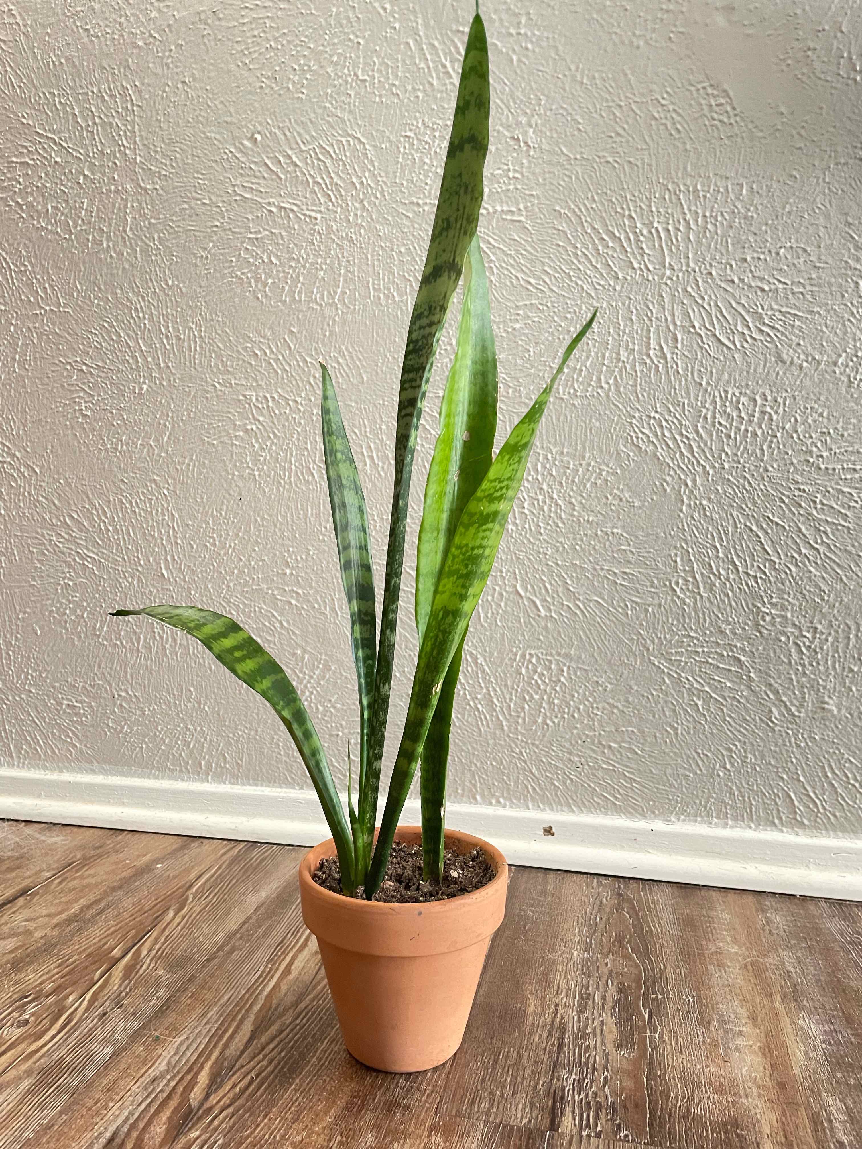 Photo of the plant species Snake Plant by @Jordy named Winston on Greg, the plant care app