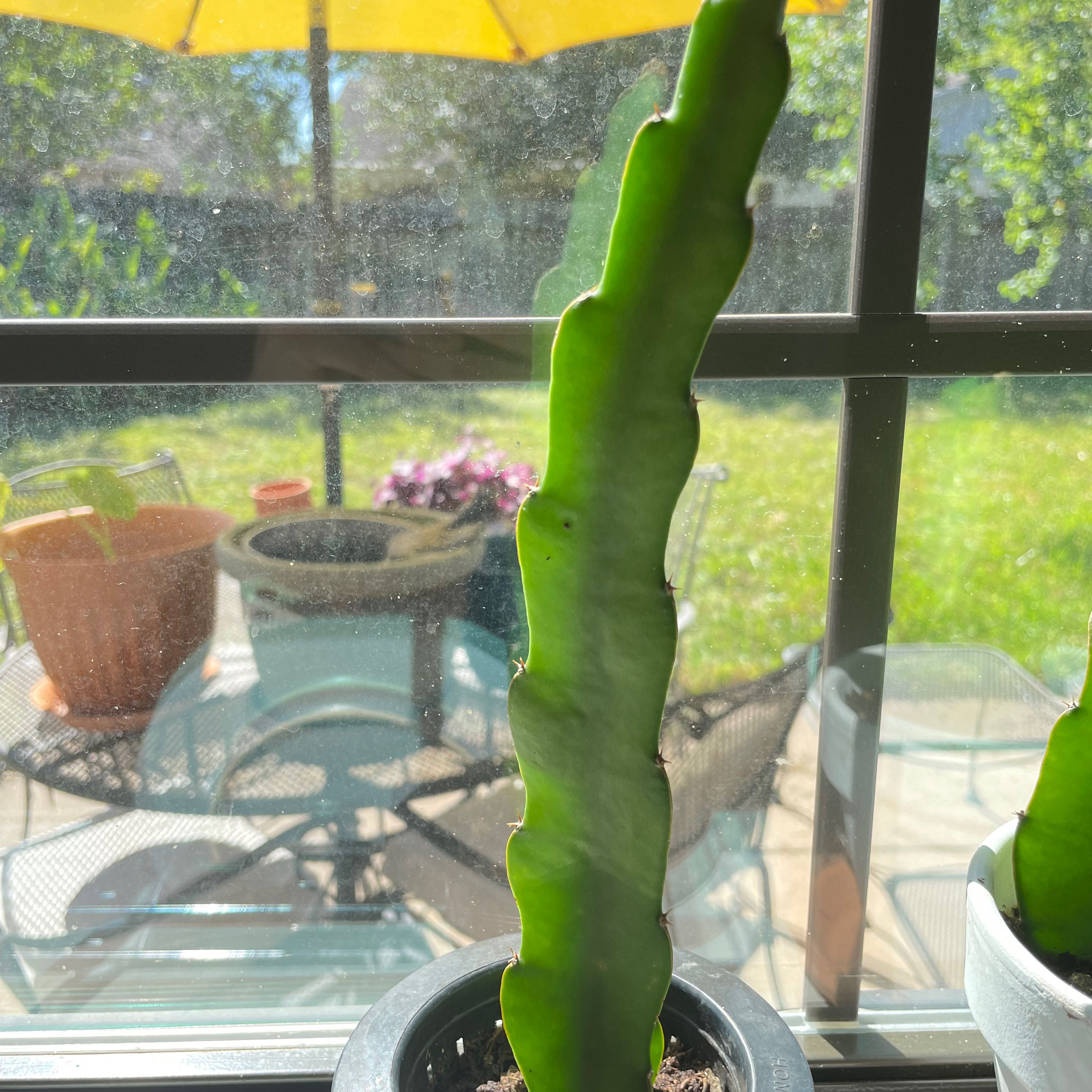 Healthy dragonfruit plant in a pot on a windowsill with garden background.