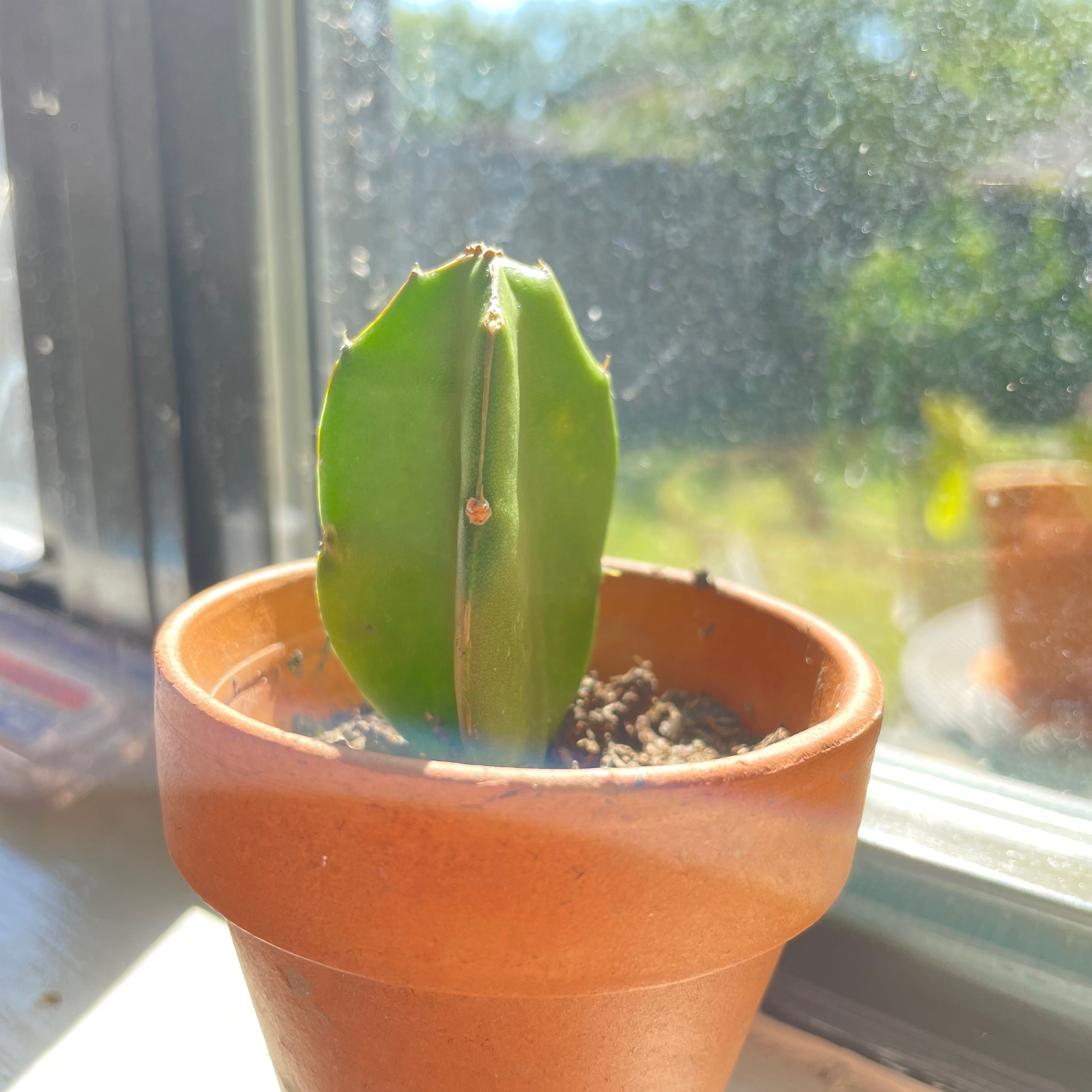 Young dragonfruit plant in a terracotta pot on a windowsill.