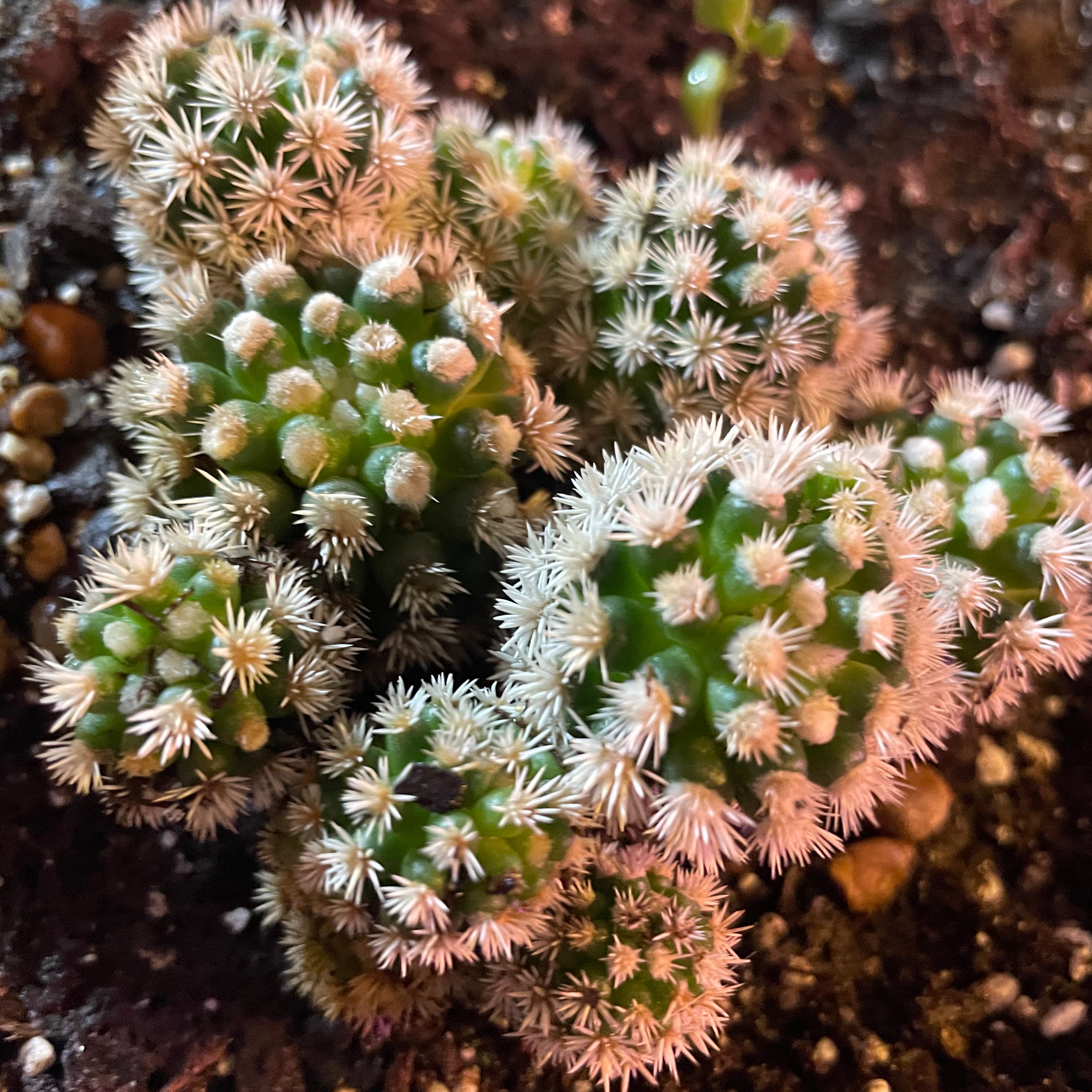 Close-up of a healthy lace hedgehog cactus covered in dense white and brown spines, with small green buds visible.