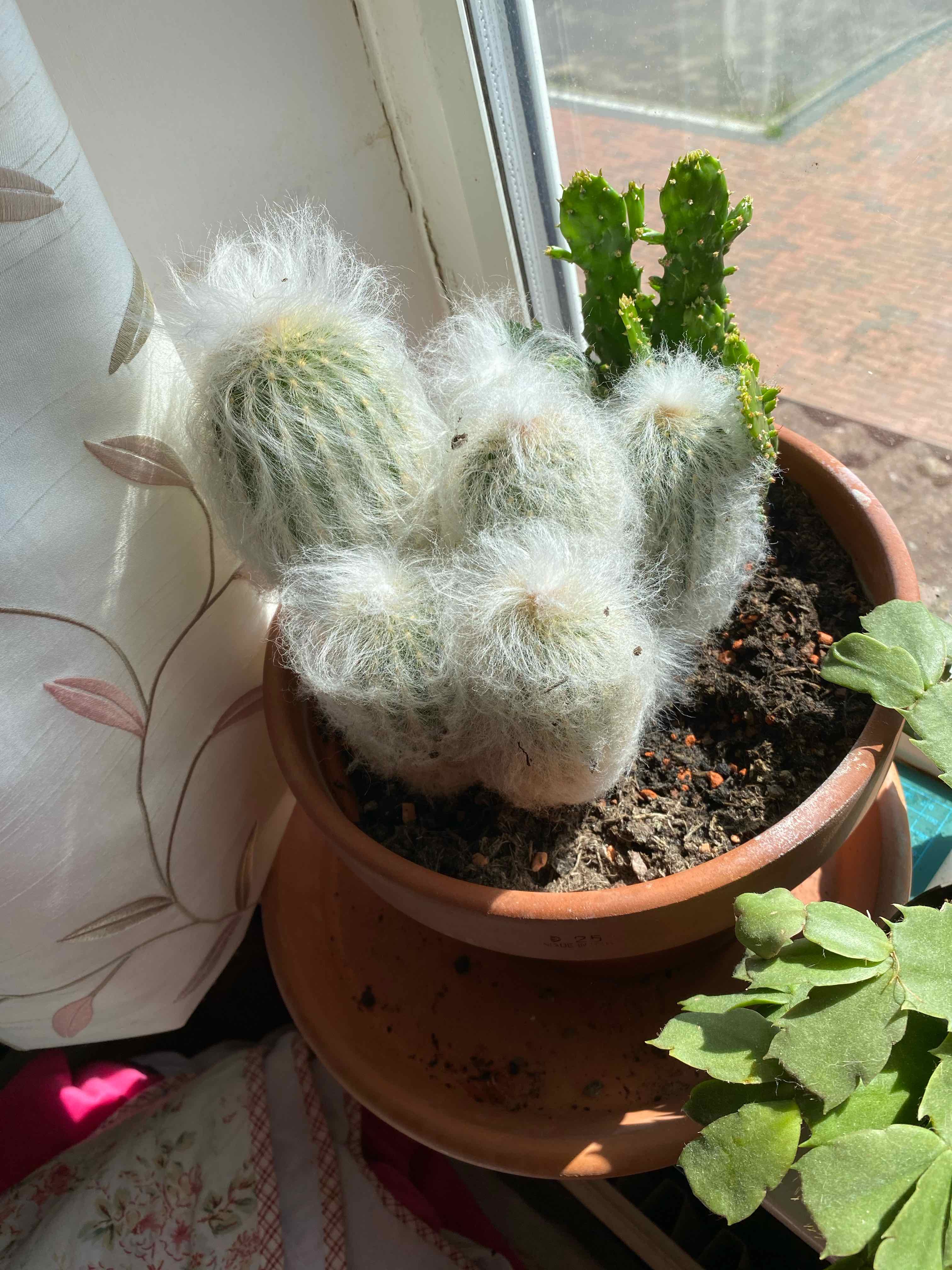 Peruvian Old Man Cactus in a pot near a window, with visible soil and no signs of health issues.
