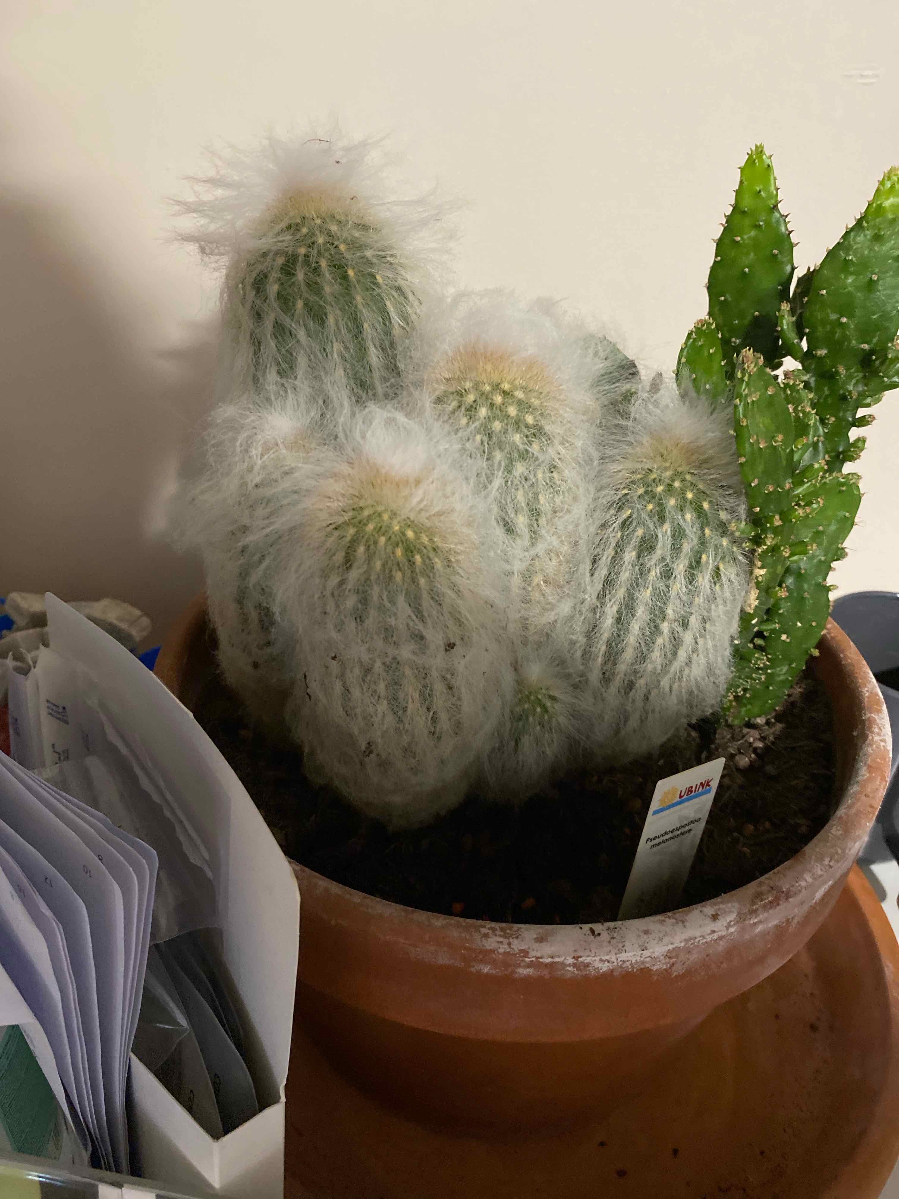 Peruvian Old Man Cactus in a pot with another green cactus.