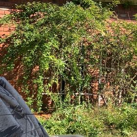 Photo of the plant species Peggy Martin Rose by @ExpertOrchids named Fernie Mercury on Greg, the plant care app