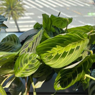 Green Prayer Plant plant in Somewhere on Earth