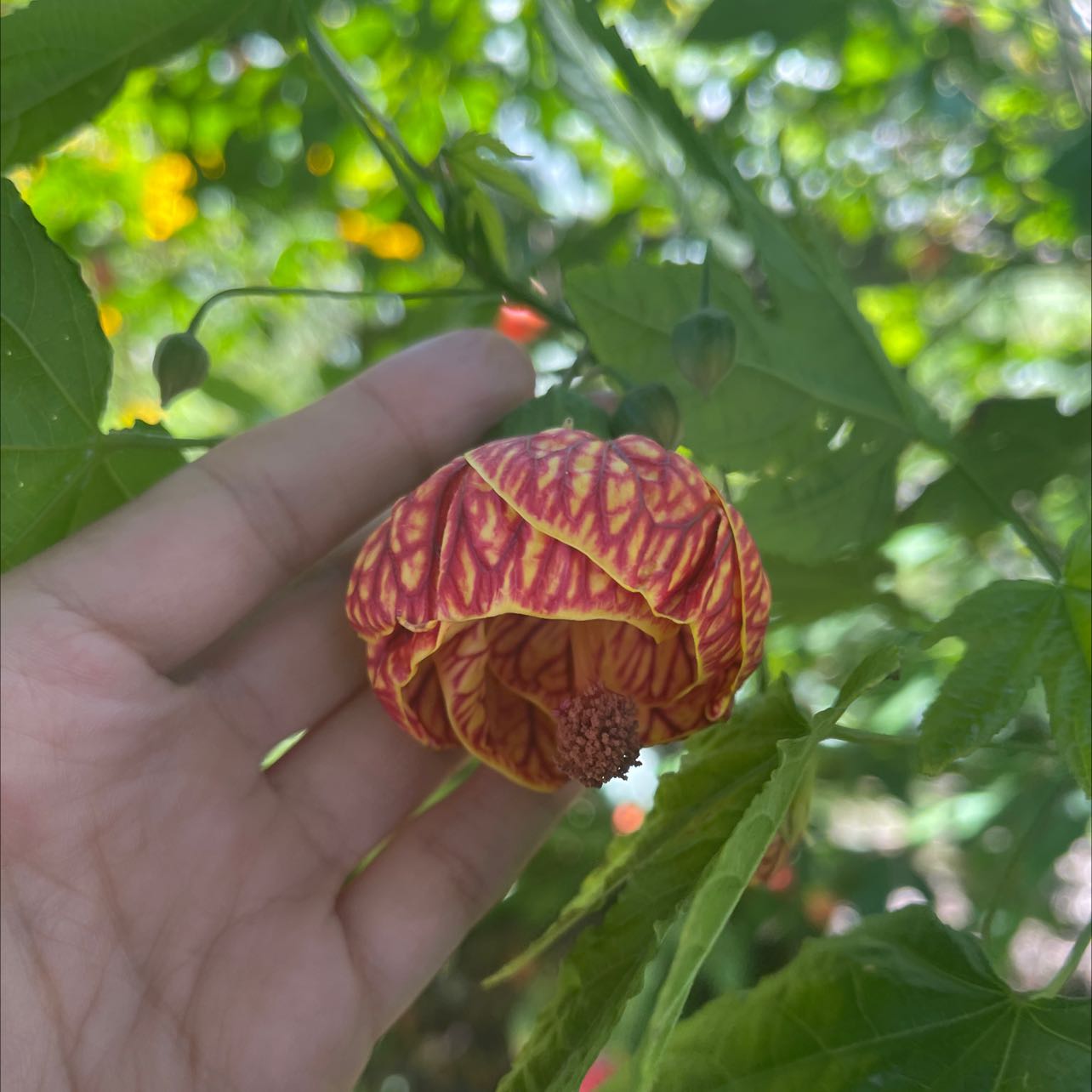 Close-up of a hand holding a vibrant Abutilon Pictum flower with healthy green leaves.