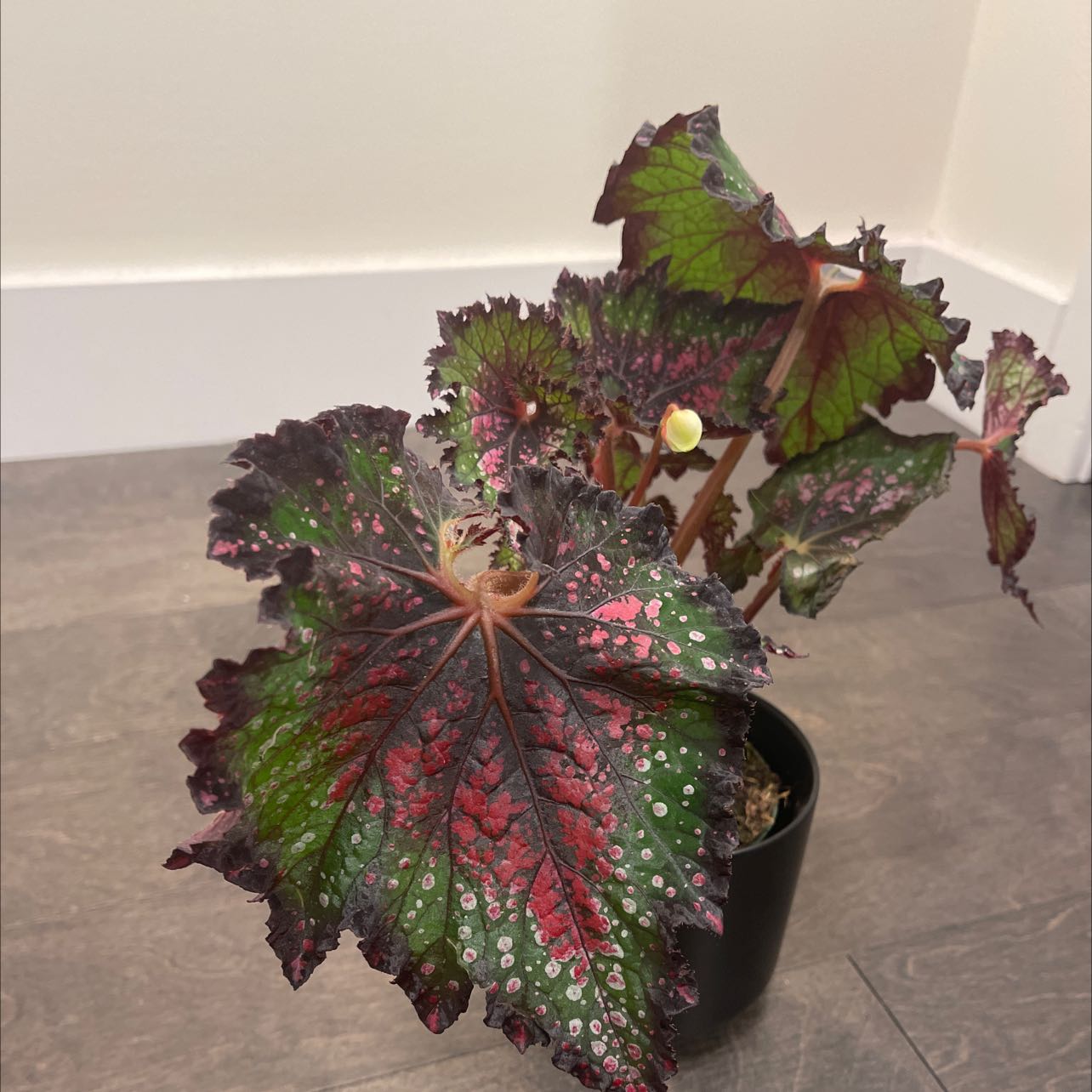 Plant care for Jurassic Rex begonia silver swirl on Greg, the plant care app