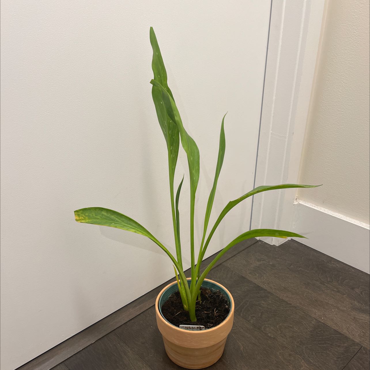 Potted Pink Calla Lily with long green leaves, one leaf has a yellowing tip.