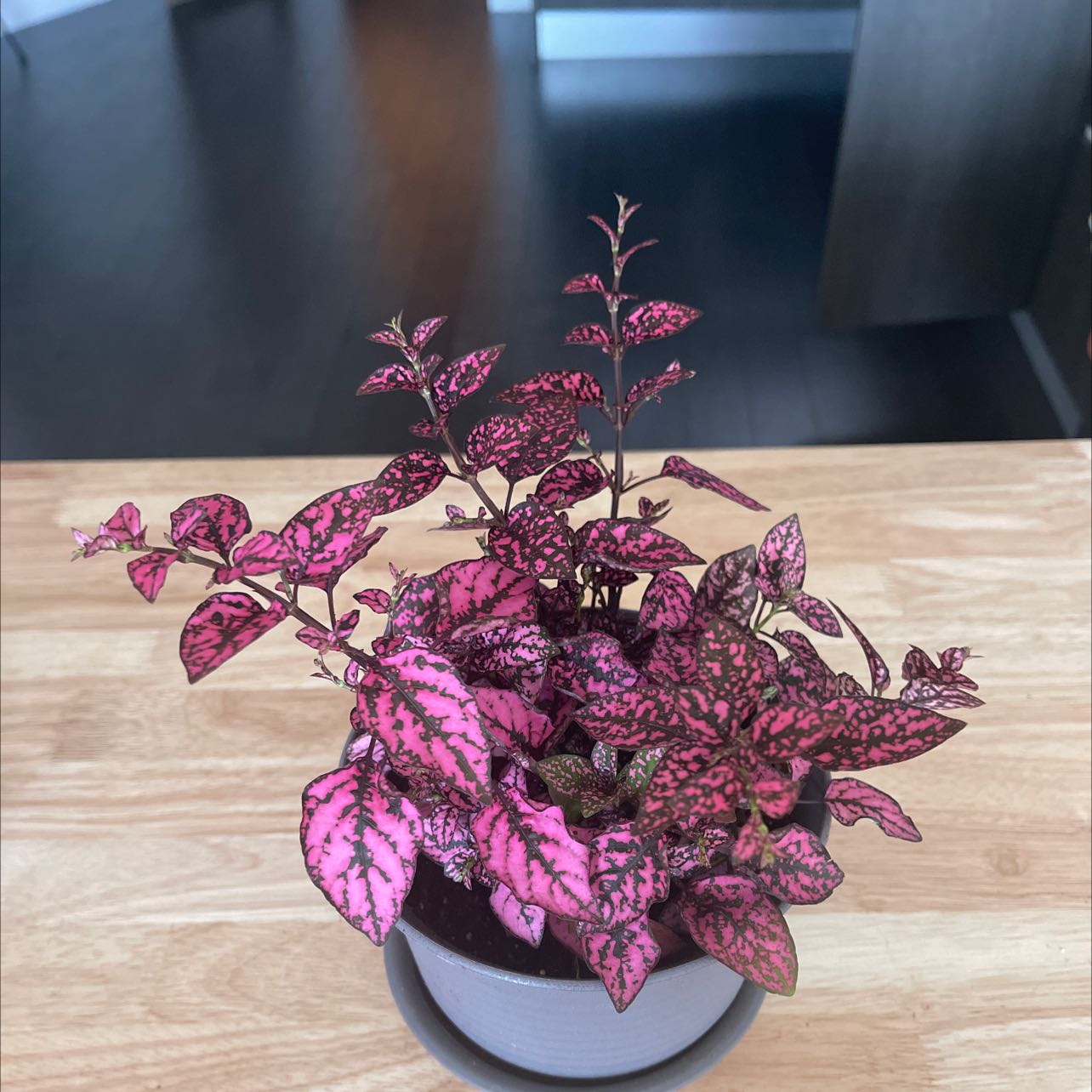Photo of the plant species Polka Dot Plant by @HilariousPhlox named Prince on Greg, the plant care app